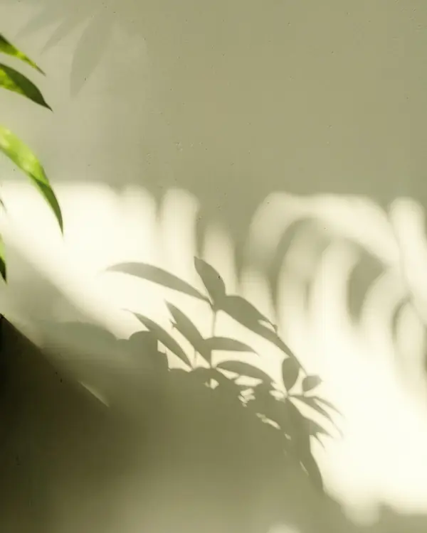 Soft leaf shadows falling across a warm sage-green wall